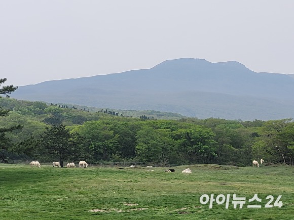 지난 19일 오전 10시 한라산이 보이는 넓은 초원에서 제주마들이 한가로이 풀을 뜯는 고수목마를 재현하고 있다. [사진=박태진 기자]