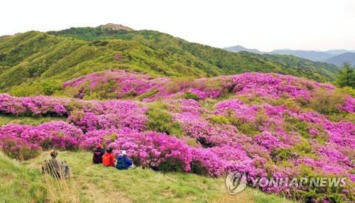 지리산 바래봉 철쭉 [연합뉴스 자료사진]