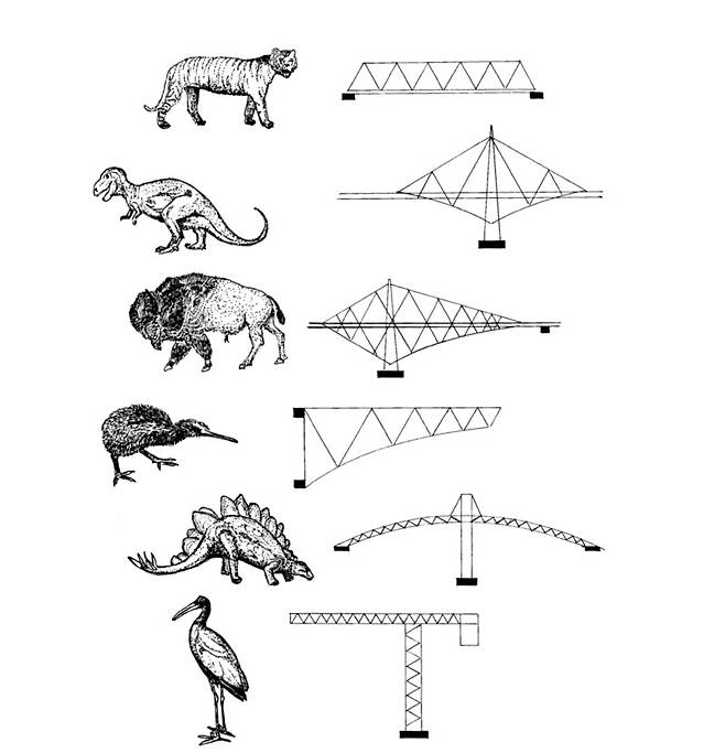 인간이 만든 형태들과 동물들 사이에는 흥미로운 유사점이 존재한다. 위로부터 호랑이와 워런 트러스교, 티라노사우루스와 이중 외팔보 구조, 들소와 아치 및 외팔보 결합 구조, 코끼리새와 단순 외팔보 구조, 스테고사우루스와 받침 아치 구조, 논병아리와 크레인. 이데아 제공