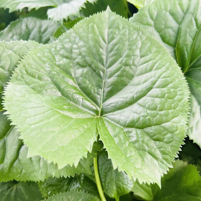 우리나라 자생종 봄나물 곤달비 (전주=연합뉴스) 김진방 기자