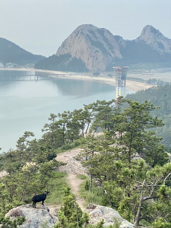 전북 군산 고군산군도의 선유도는 군도의 여러 섬 중에서 가장 사람이 몰리는 곳이다. 망주봉이 멀리 보이는 선유봉에서 염소가 기자를 빼꼼히 바라보고 있다. 김홍준 기자