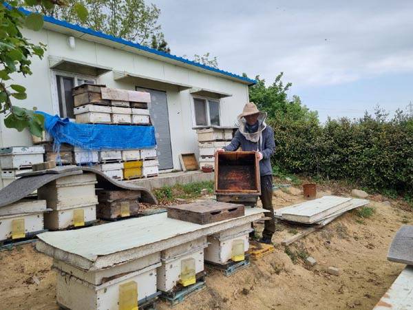 진주시 정촌면 주정기 씨가 사육하던 꿀벌의 폐사로 빈 벌통만 쌓아두고 있다며 하소연했다. 김인수 기자