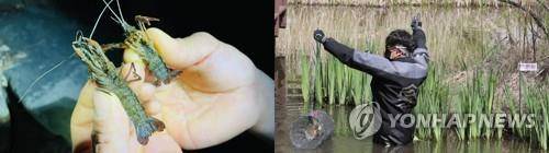 '미국가재를 찾아라' (청주=연합뉴스) 천경환 기자 = 6일 오전 청주시 서원구 산남동 '두꺼비 생태공원'에서 환경단체 관계자가 미국가재를 채집하기 위해 통발을 설치하고 있다. 왼쪽 사진은 금강유역환경청이 제공한 미국가재 사진. 2021.4.6 kw@yna.co.kr
