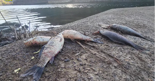 부산 기장군 병산저수지에서 폐사한 붕어. 독자 제공