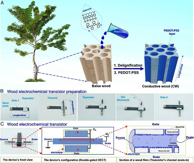 전도성 목재와 전기 화학 트랜지스터 제조 공정의 개략도. /PNAS