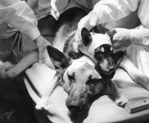 중계드림과학아카데미 : 개머리를 다른 개에게 이식하다