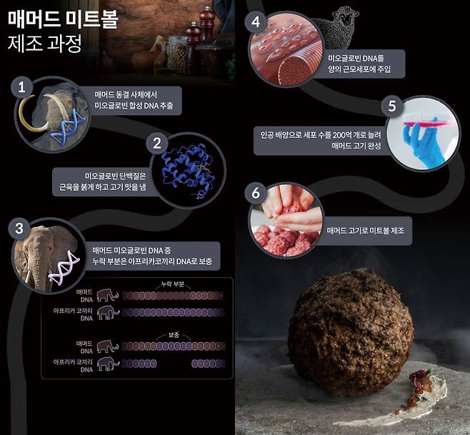 호주 기업 바우가 공개한 매머드 미트볼. 매머드와 아프리카코끼리의 근육 단백질 DNA를 섞어 배양해 만들었다. 사진 Vow