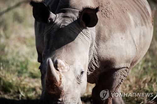 멸종 위기 처한 흰코뿔소 [AFP 연합뉴스, 재판매 및 DB 금지]