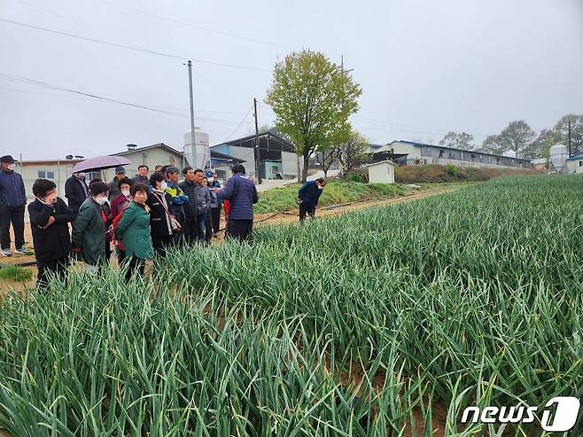 타지역에서 방문한 농업인과 지자체 관계자들이 홍성마늘 재배농장에서 마늘 생육상태를 살펴보고 있다.(홍성농업기술센터 제공)/뉴스1