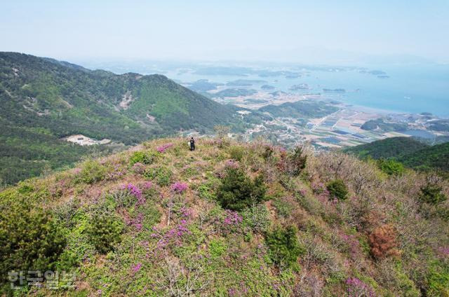 금오산 바로 앞 깃대봉은 지역 주민도 잘 모르는 철쭉 군락지다.