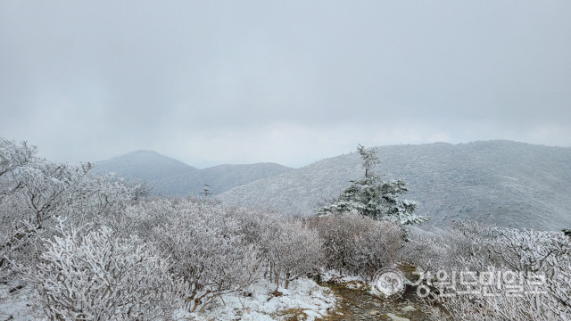 ▲ 26일 민족의 영산 태백산(1567m)에 전날부터 눈이 내려 아름다운 설경을 연출하고 있다. 사진제공= 태백산국립공원