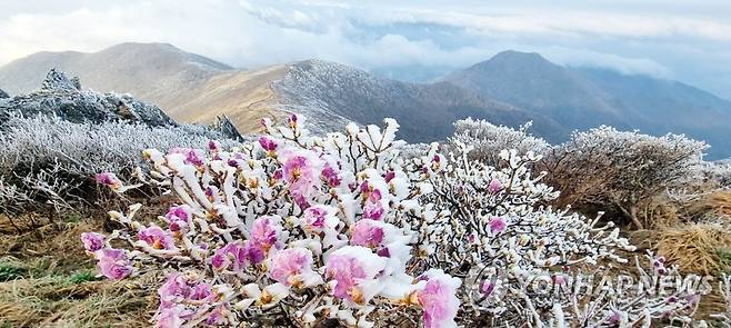 덕유산국립공원 진달래에 맺힌 상고대 (무주=연합뉴스) 26일 전북 무주군 덕유산국립공원 내 중봉 능선에 핀 진달래꽃에 상고대가 덮여있다. 설천봉 정상에 전날 5mm의 비가 내리고 이날 아침 기온이 영하 3.3도로 떨어지면서 향적봉과 중봉 주능선에 3cm가량의 상고대가 생성됐다. 2023.4.26 [덕유산국립공원사무소 제공.재판매 및 DB 금지] kan@yna.co.kr