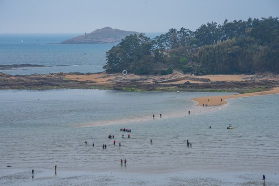 고사포해변 근처의 하섬은 간조 때마다 바지락 캐는 행렬이 이어진다. 밀물에 휩쓸리는 사고가 더러 있어, 안전에 유의해야 한다.