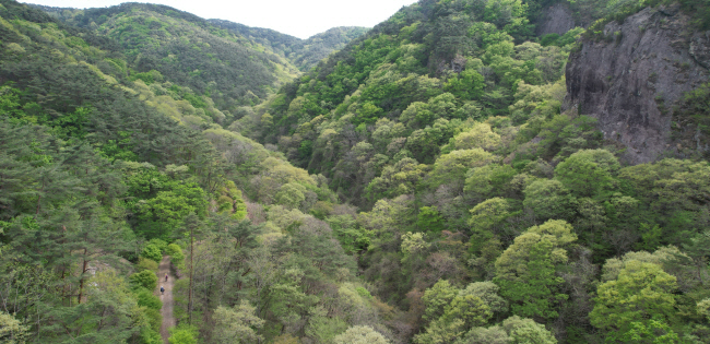 강천산 구장군폭포를 지나 선녀 계곡과 광덕산으로 이어지는 임도. 사진 왼쪽 임도를 따라 걷는 이의 크기와 비교해보면 저마다 채도가 다른 초록의 이 숲이 얼마나 거대한지 알 수 있다.