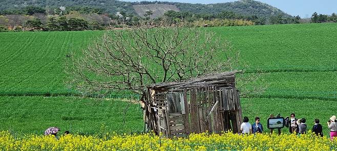 청보리밭 최고의 포토존인 드라마 도깨비 촬영지