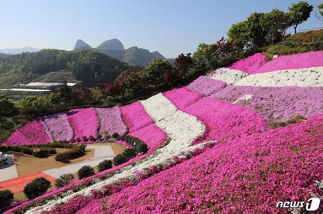 전북 진안군 진안읍 원연장 꽃잔디동산이 화려한 꽃잔디로 뒤덮였다. 4일 현재 16.5만㎡ 규모의 진안 원연장 꽃잔디동산이 절정의 아름다움을 뽐내고 있다. ⓒ News1 김동규 기자