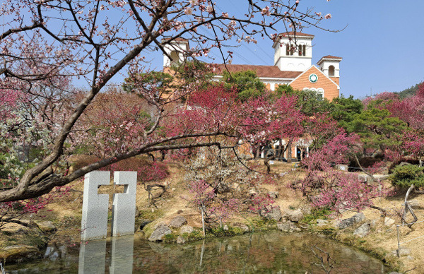 순천복음교회 매화 정원의 지난달 전경. 순천복음교회 제공