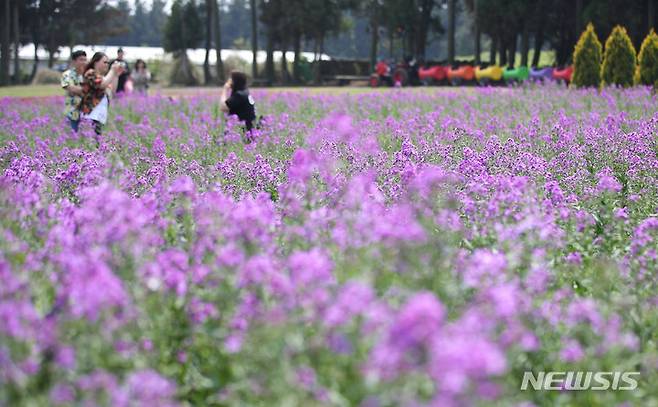 [서귀포=뉴시스] 우장호 기자 = 비교적 맑은 날씨를 보이는 26일 오후 제주 서귀포시 표선면 보롬왓 농장을 찾은 관광객들이 활짝 핀 보라유채꽃 사이에서 사진을 남기며 즐거운 시간을 보내고 있다. 2023.04.26. woo1223@newsis.com