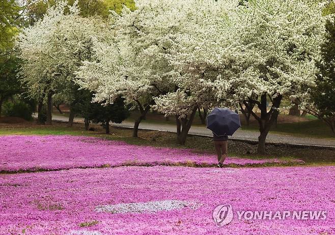 봄비 내리는 풍경 [연합뉴스 자료사진]