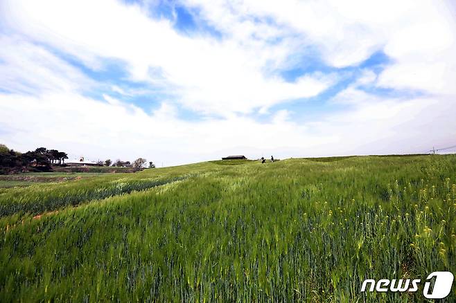 30일 충북과 세종은 일교차가 크고 바람이 강하게 불겠다./뉴스1 ⓒ News1 김기남 기자