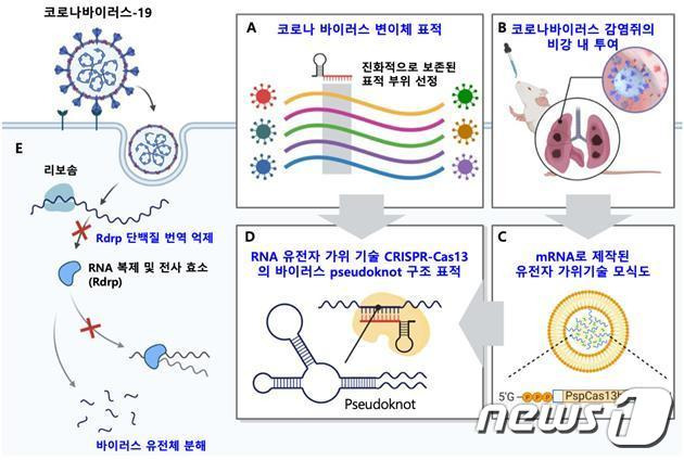 RNA 유전자 가위 CRISPR-Cas13 기반의 코로나 바이러스 유전체 표적 전략(KAIST 제공)