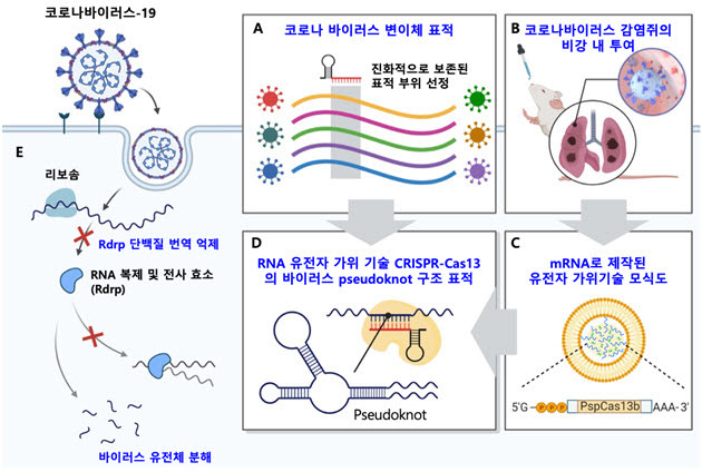 RNA 유전자 가위 기반 코로나 바이러스 유전체 표적 전략. 사진=KAIST