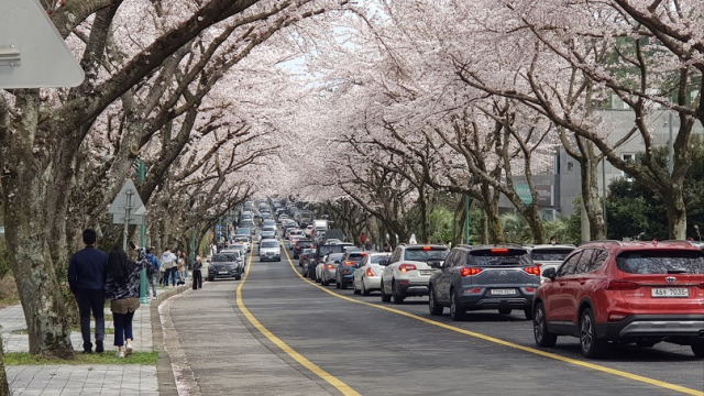 ▲벚꽃 만개한 제주대학교 진입로.ⓒ프레시안