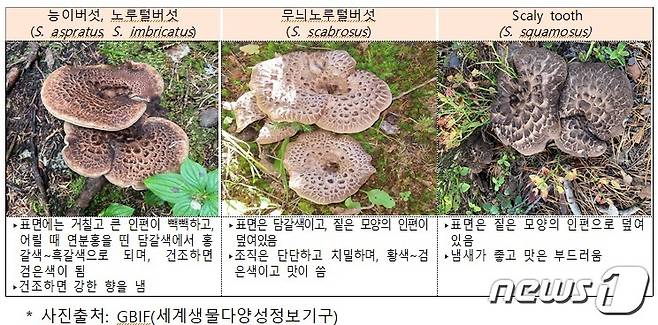 능이버섯과 육안으로 구분하기 어려운 버섯/식품의약품안전처 제공