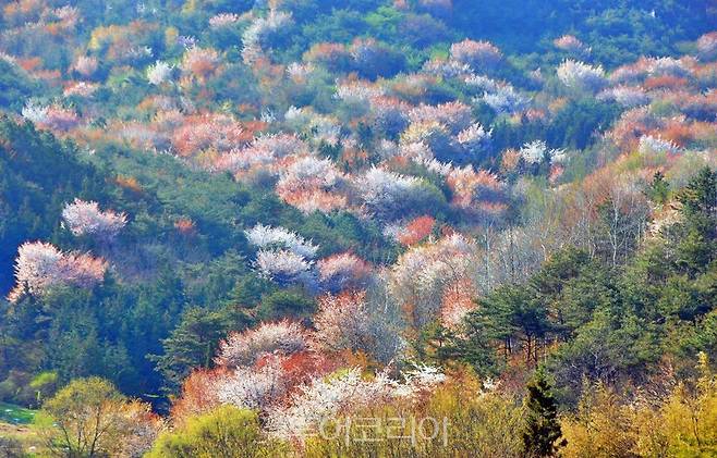 4월 외추리 산벚꽃 풍경