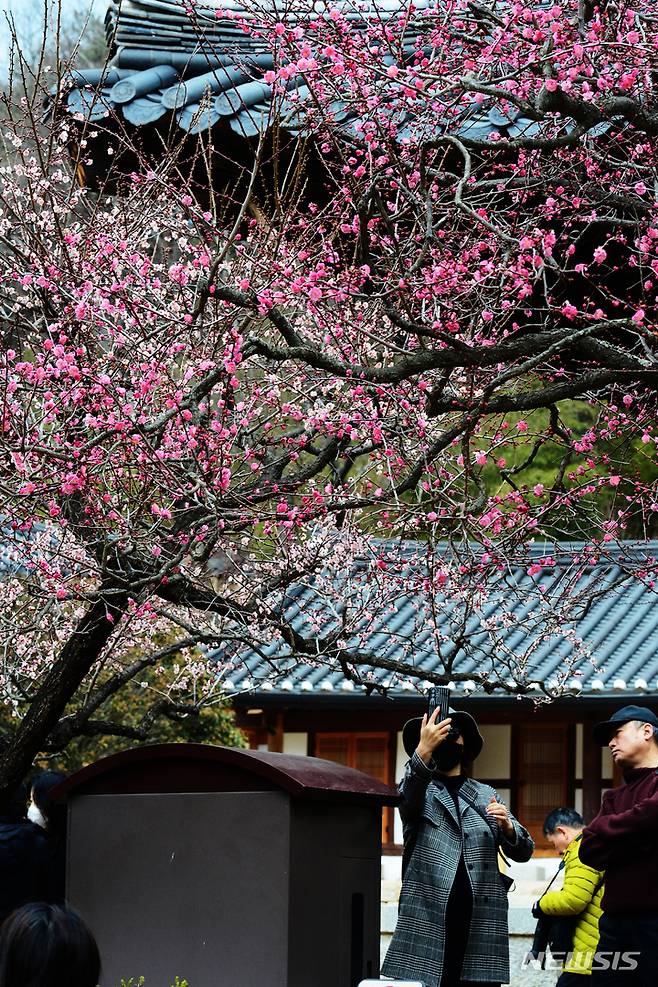 [양산=뉴시스] 차용현 기자 = 절기상 우수(雨水)인 19일 오전 경남 양산시 통도사에 붉은 매화가 꽃망울을 터뜨려 보는이의 눈길을 끌고 있다. 2023.02.19. con@newsis.com