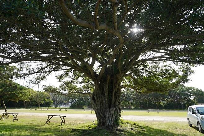 오키나와 남부 강가라 계곡 입구 근처 나무.  /사진= 강예신 여행+ 기자