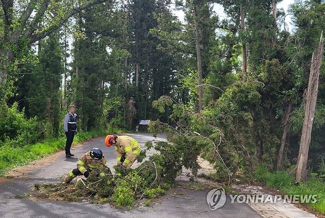 지난달 18일 제주시 도남동의 한 도로로 소나무가 쓰러져 소방대원들이 안전조치를 하고 있다. [자료=연합뉴스]