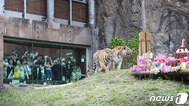 22일 경기 과천 서울대공원에서 시베리아 호랑이 삼둥이(해랑·파랑·사랑) 탄생 1주년 돌잔치 행사가 열리고 있다. (기사 내용과 무관한 자료 사진)  2023.4.22/뉴스1 ⓒ News1 김민지 기자