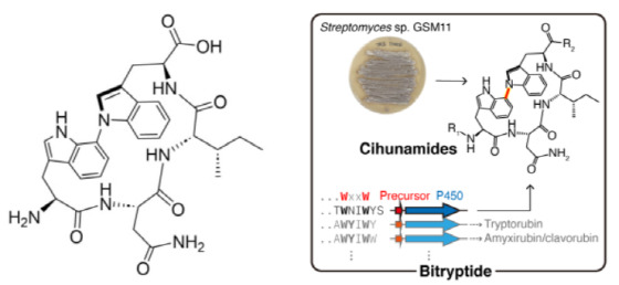 항생 펩타이드 Cihunamide B의 구조 및 생합성 경로/사진제공=서울대학교 약학대학