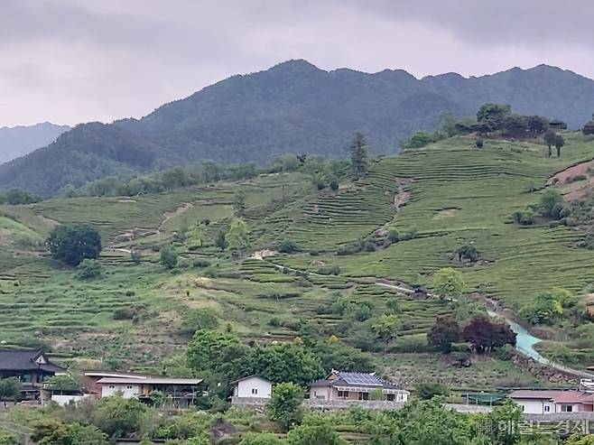 경남 하동군 화개면 일대의 녹차밭 전경. 김희량 기자