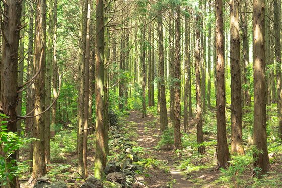 한라산 남동쪽, 서귀포 남원읍에 있는 머체왓숲길. 울창한 편백숲이 아름다운 장소다. 넷플릭스 '킹덤: 아신전'에도 등장한 바 있다. 사진 제주관광공사