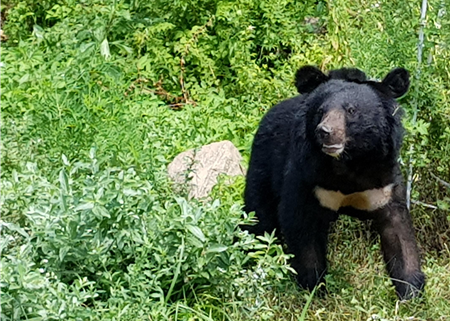 반달가슴곰 '오삼이'(코드번호 KM-53). 국립공원관리공단 홈페이지 캡처