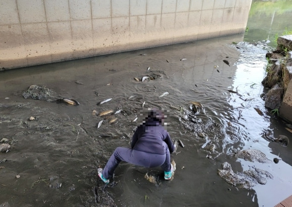 천안시 관계자가 5일 오전  동남구 다가동 봉명교 일원 천안천에서 폐사한 물고기를 수거하고 있다. 독자 제공