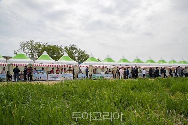 군산꽁당보리축제 현장