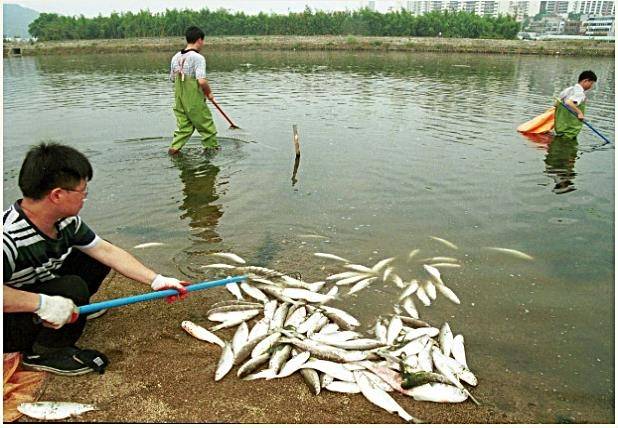 2000년 당시 태화강에서 떼죽음한 물고기를 수거하는 모습 [울산시 제공. 재판매 및 DB 금지]
