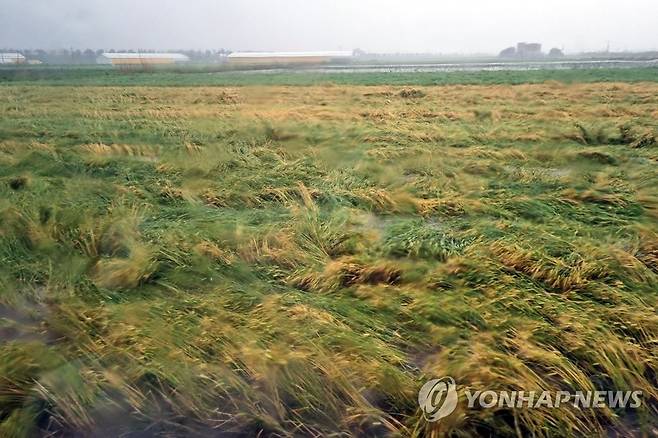 폭우와 강풍에 전남 농경지 피해 속출 (장흥=연합뉴스) 제주와 남부지방에 폭우가 내린 5일 전남 장흥군 대덕읍 농경지에서 작물이 강한 바람에 쓰러져 있다.
    전남도는 도내 농경지 약 175㏊에서 침수, 약 525㏊에서 작물 쓰러짐이 발생한 것으로 잠정 집계했고, 피해 규모는 더 커질 것으로 보고 있다. 2023.5.5 [독자 제공. 재판매 및 DB 금지] hs@yna.co.kr