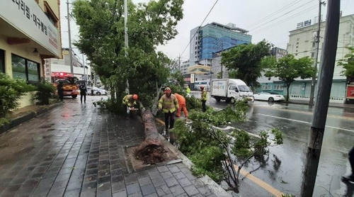 가로수 안전조치하는 소방관들 (대구=연합뉴스) 6일 오전 8시께 대구시 달서구 호림동 도로에서 가로수가 쓰러져 소방관들이 출동해 안전조치 작업을 하고 있다. 2023.5.6 [대구시소방안전본부 제공, 재판매 및 DB 금지] sunhyung@yna.co.kr