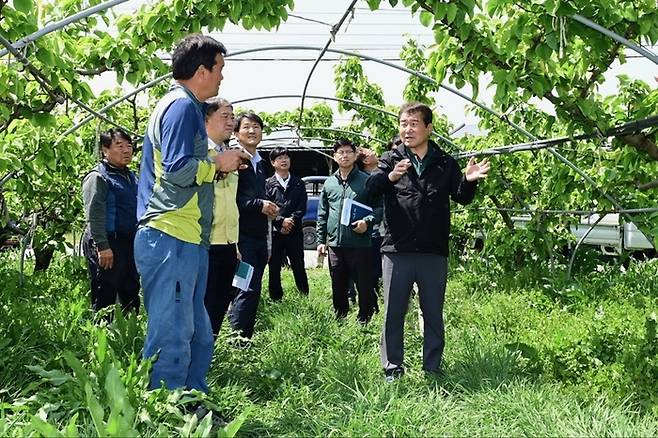 지난달 28일 김충섭 김천시장(오른쪽)이 냉해 피해를 입은 자두 농가를 찾아 피해 상황을 살펴보고 있다. [사진 제공 = 김천시]