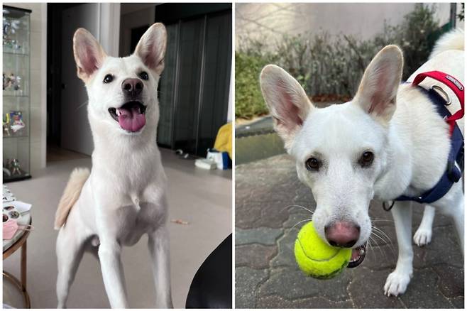 사고 전 절미 모습. /사진='절미' 가족 인스타그램