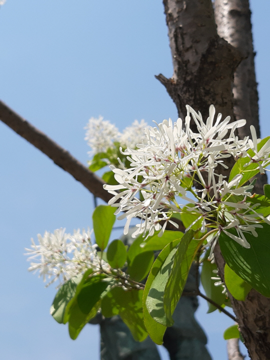 용산 전쟁기념관의 이팝나무 꽃. 우리나라가 원산지이며 암수 딴그루이다. 2019년 5월 9일 촬영