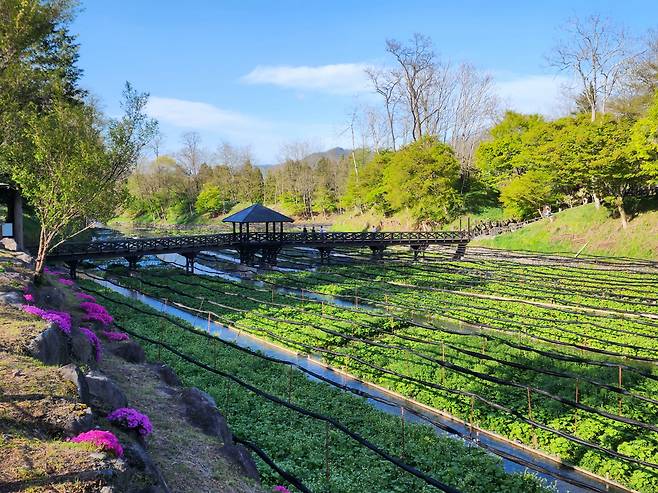 꽃잔디가 호위하는 와사비밭. 밭이라고 부르기는 하지만, 논에 가깝다.