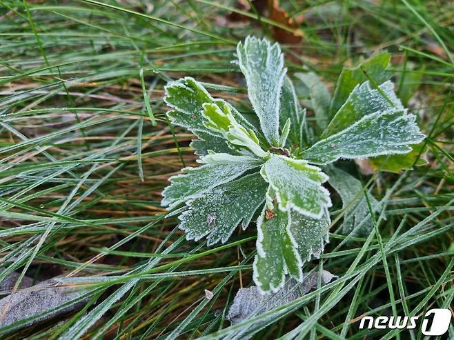 대관령 서리 자료사진.(뉴스1 DB)