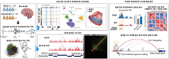 국내 연구팀은 염색질 3차 구조 정보를 통해 효과적으로 후보 유전자들을 세포군 특이적으로 규명했다. 질병 특이적 유전자 조절 네트워크 기반 신규 병리 작동원리 연관 타깃 도출이 가능하다. [사진=KAIST]