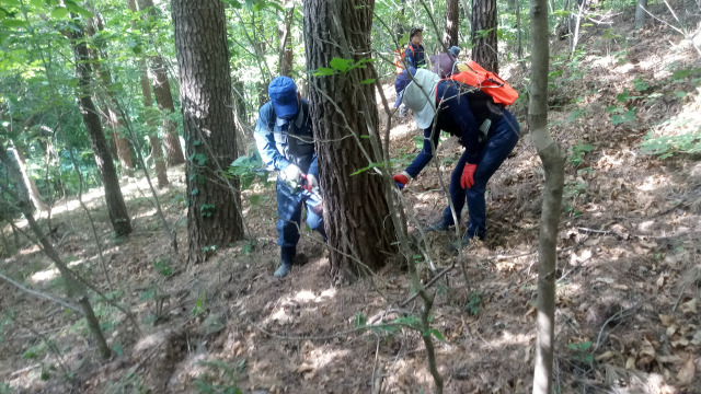 ▲양양군이 산림 병해충 적기방제를 통해 솔잎혹파리 피해 확산을 방지하고 산림생태계 유지와 우량 소나무림을 보호하기 위해 ‘솔잎혹파리 방제사업’을 이달 중 실시하여 완료한다. ⓒ양양군