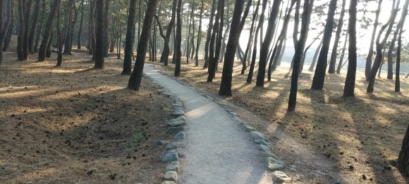 포항시 남구 송도동에 조성된 ‘맨발로’. 포항맨발학교 제공